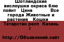 Шотландские вислоушки окраса блю пойнт › Цена ­ 4 000 - Все города Животные и растения » Кошки   . Татарстан респ.,Казань г.
